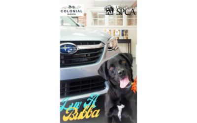 Subaru Loves Pets - Ulster County SPCA