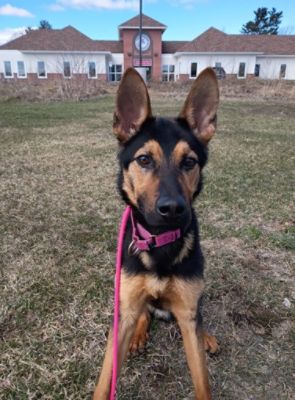 How $30,000 Is Changing Lives: Subaru’s Gift of Love to Kennebec Valley Humane Society