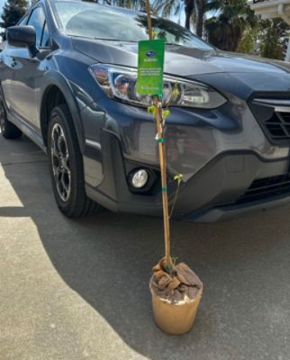 Growing a Greener Future, One Tree at a Time