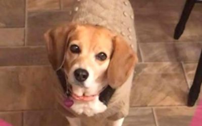  CAMRY the BEAGLE: Once a Las