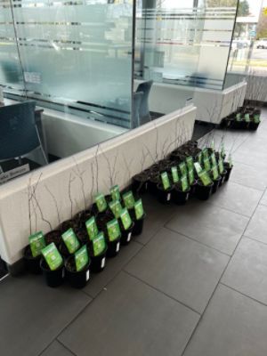 Arbor Day Tree Giveaway