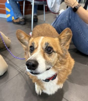 Helping our Furry Friends