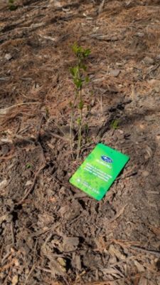 🌱 Subaru Loves the Earth – Tree Distribution