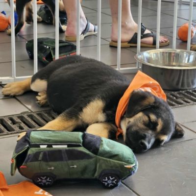 Wisconsin Bound Dog Rescue Adoption Event - Subaru Loves Pets