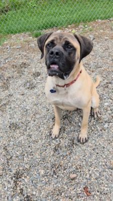 Rags to Riches!  Removed from a backyard breeding situation their journey to love and kindness!