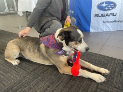 PAW-sitively Grateful for Your Support!