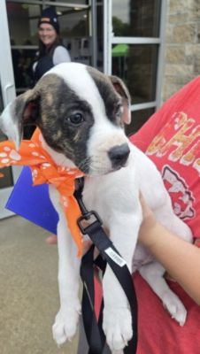 40 Lives Changed: Frank Fletcher Subaru's Kindness Collective Spreads Joy at JHS