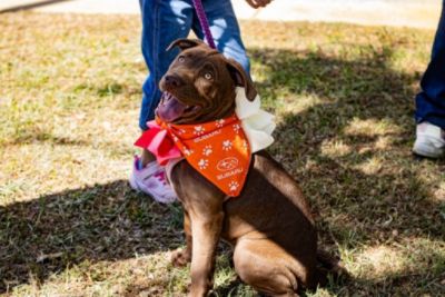 Media 3 Proctor Subaru Helps 35 Dogs Find Their Fur-ever Homes!