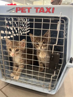 Connecting Pets and Families: Humane Society of Union County Adoption Event