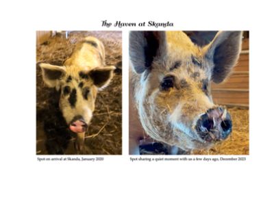 Helping Spot the rescued pig