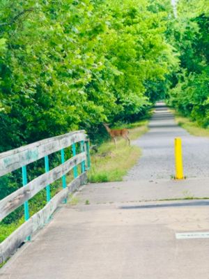 Fletcher Subaru Crew Dedicates Another Saturday Morning to the Frisco Trail