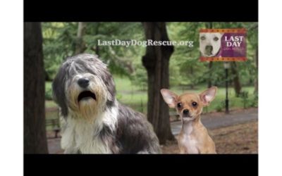 Last Day Dog Rescue Partners with Lafontaine! 
