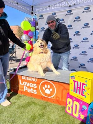 5th Annual Paw-Di Gras Automotive Sponsor