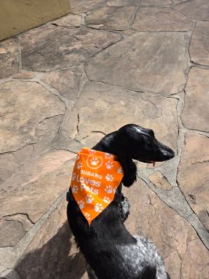 Making Dog Days of Summer Even More Welcoming