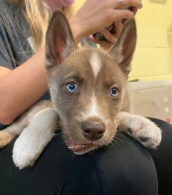Paws and Promise: A Heartfelt Thank You from the Wisconsin Humane Society