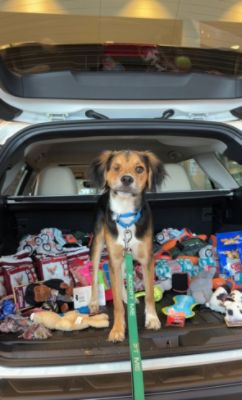 Schumacher Subaru of Delray Dog Adoption Event