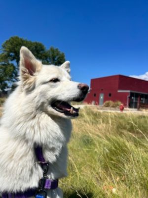 Meeka's New Home