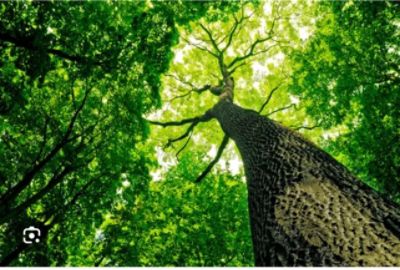 🌱 Louis Thomas Subaru Partners with the Arbor Day Foundation to Give Away 100 Trees! 🌳