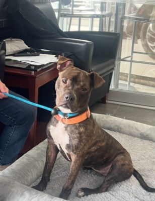 Subaru adoption event success!