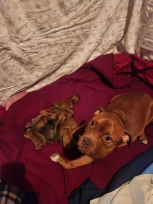 Babs, Babies and the Good Life