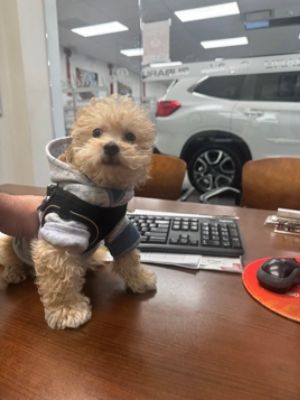 Puppy Love in Bay Ridge