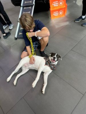 Stuff the Subaru with Donations and New Pet Parent kits