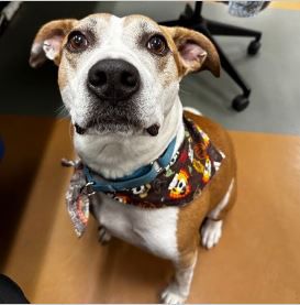 Cassius Finds a Home