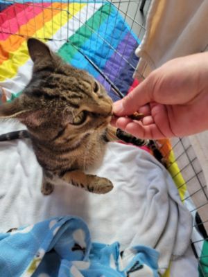 SPCA Adption