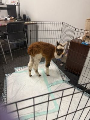 Zeus the Alpaca from Nash Hill Farms