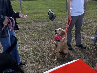 Dog's Day Out 2025