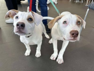 Celebrating Subaru Loves Pets month with Operation Freedom Ride.