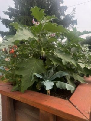 Yorktown Park - Community raised garden boxes