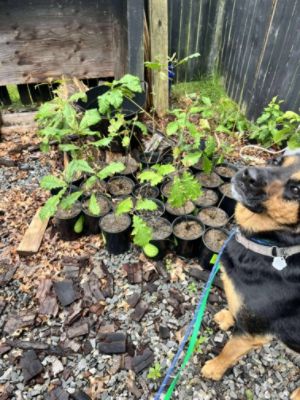 Tree Donation to Pack Ethic Rescue