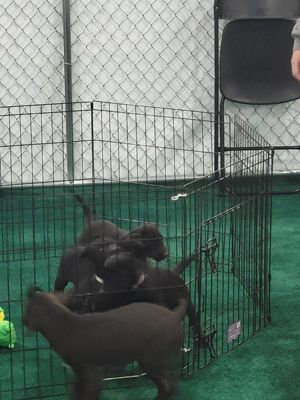 Subaru Loves Pets