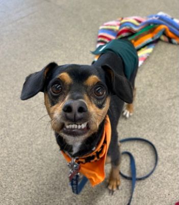 PA Caring for K9s meet and greet event was held at Ciocca Subaru of York on October 18, 2025