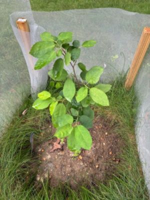 Tree Giveaway - Arbor Day