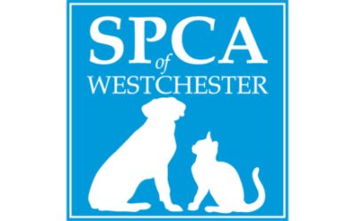 SPCA of Westchester 