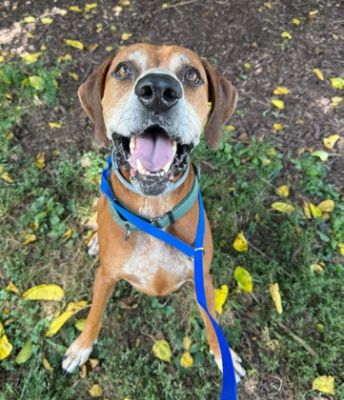 Grayson Helps 100+ Pets Find Homes!