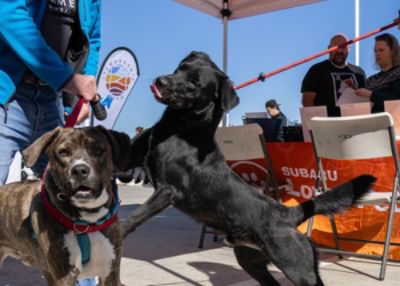 A Space for Second Chances: Mark Miller Subaru Helps SLCAS Build a Brighter Future for Shelter Pets 