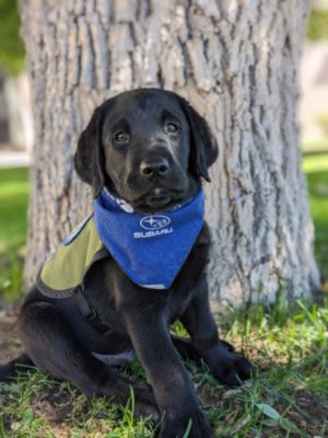 Supporting Paws and Partnerships: Flatirons Subaru’s Commitment to Canine Partners of the Rockies