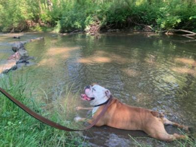 Melissa & Buster the underdog Executive Director Pioneers for Animals Welfare Society, Inc.