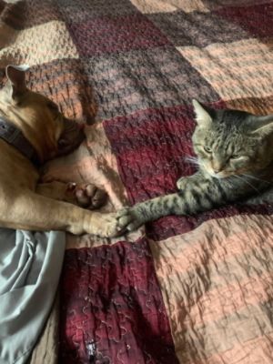 Schatzi Finds His Forever Home