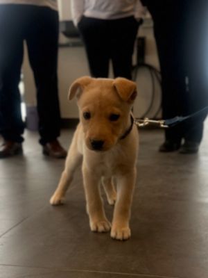 Dog Adoption Event!