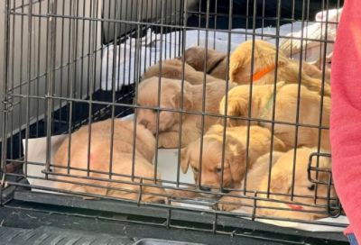 Local Microchip Clinic Plays Tiny Role in Helping Maryland Man Achieve Olympic Dreams