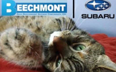 Free Pet Adoptions, thanks to Beechmont Subaru.