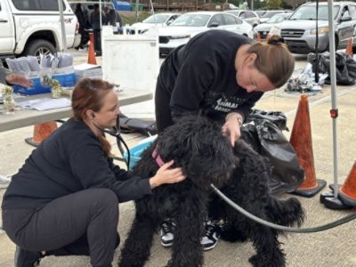 A Record-Breaking Day of Care for Charlotte's Pets