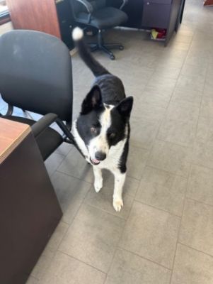 Flower Subaru Loves Pets – Part of the Subaru Love Promise