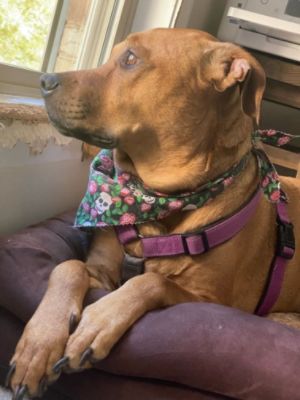285 Days at the Animal Shelter