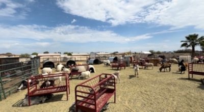 Planting Purpose at Farm Angels Sanctuary