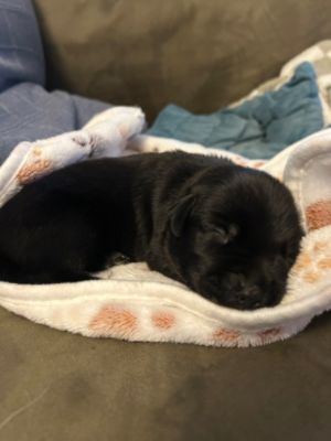 Showgirl & Milea Subaru